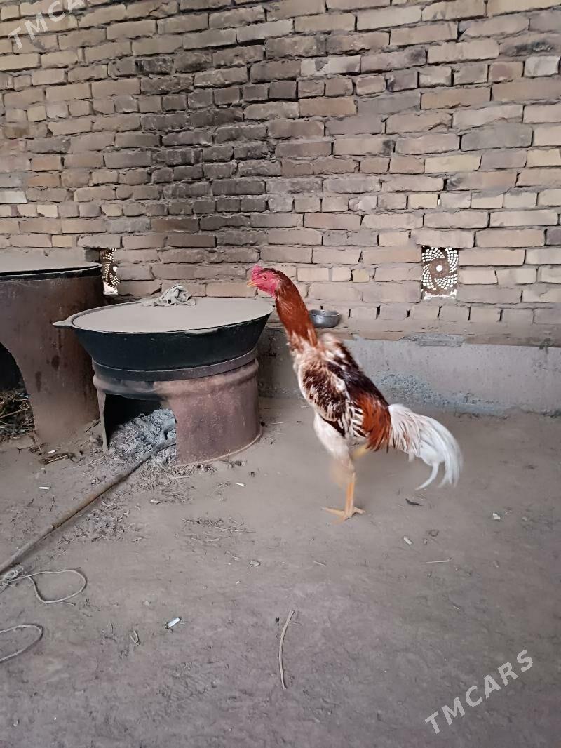 horaz jüje - Дянев - img 1