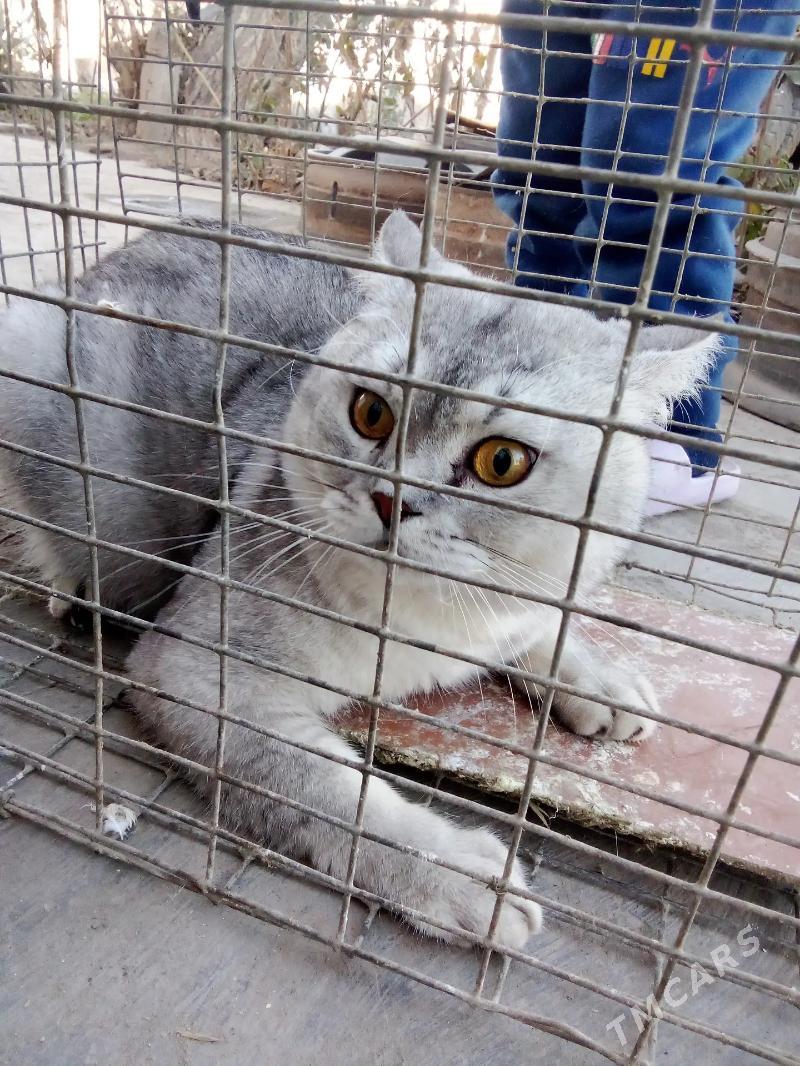 кот - Türkmenabat - img 1