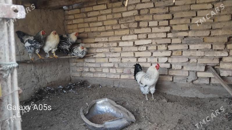 horoz - Mary - img 1