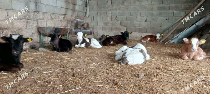 öküz Göle öküzçe - Ашхабад - img 1