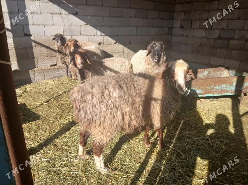 goyun - Änew - img 1