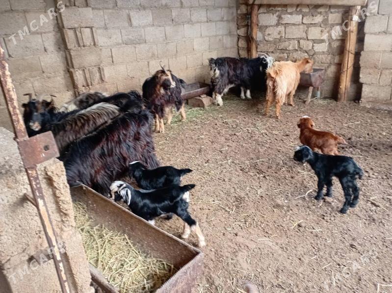 Awlakly geci - Балканабат - img 1