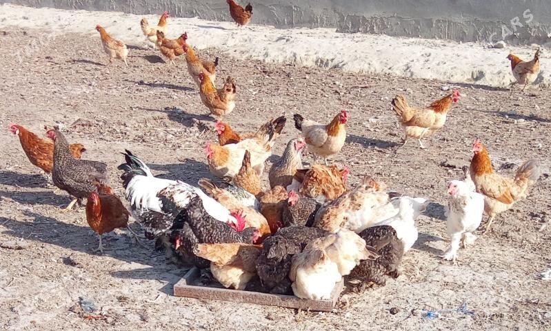 Towuk horoz - Бахарден - img 1