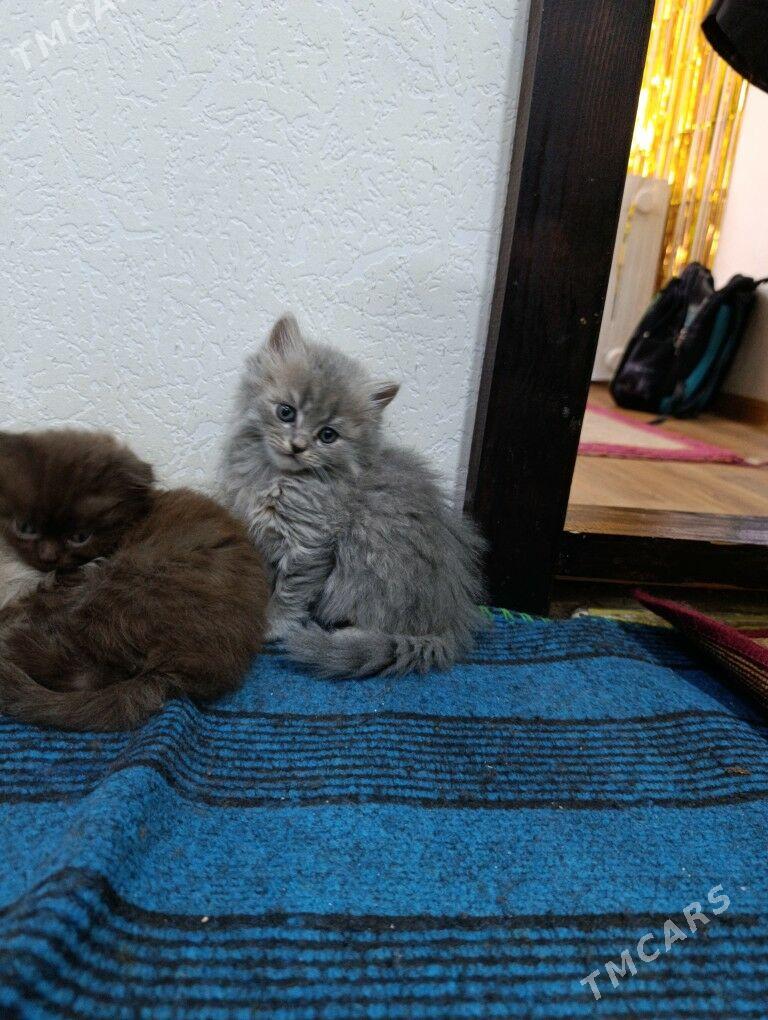 котята породистые - Мары - img 1