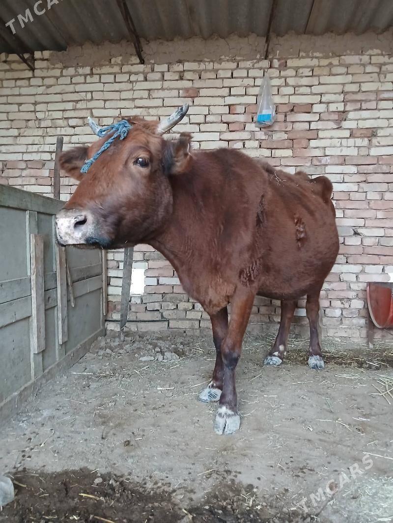 Göleli sygyr - Murgap - img 1