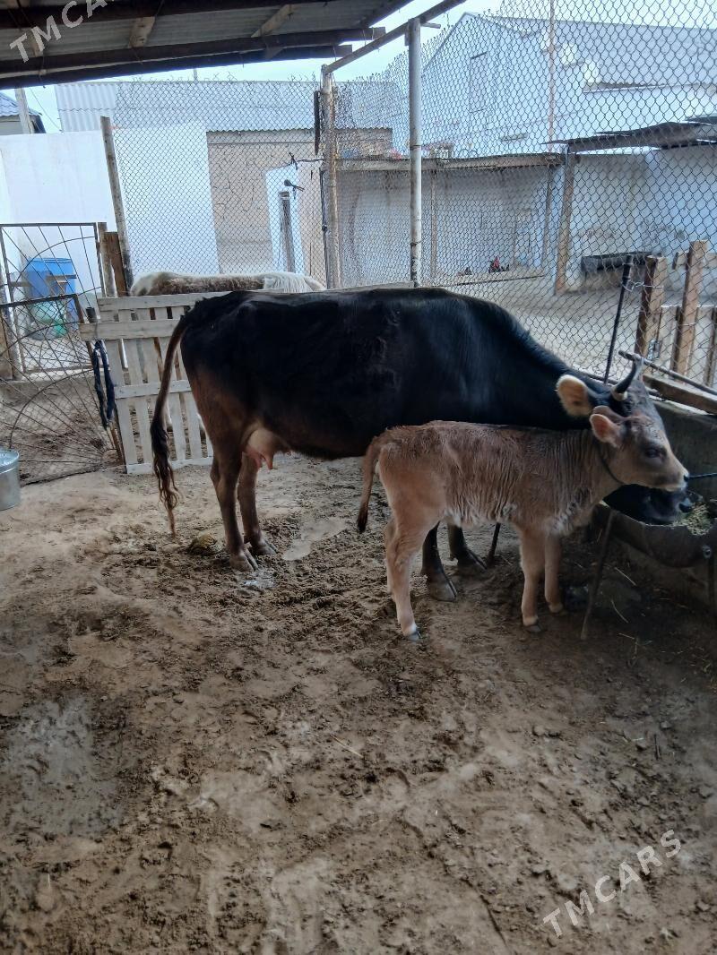 sygyr okuz - Гумдаг - img 1