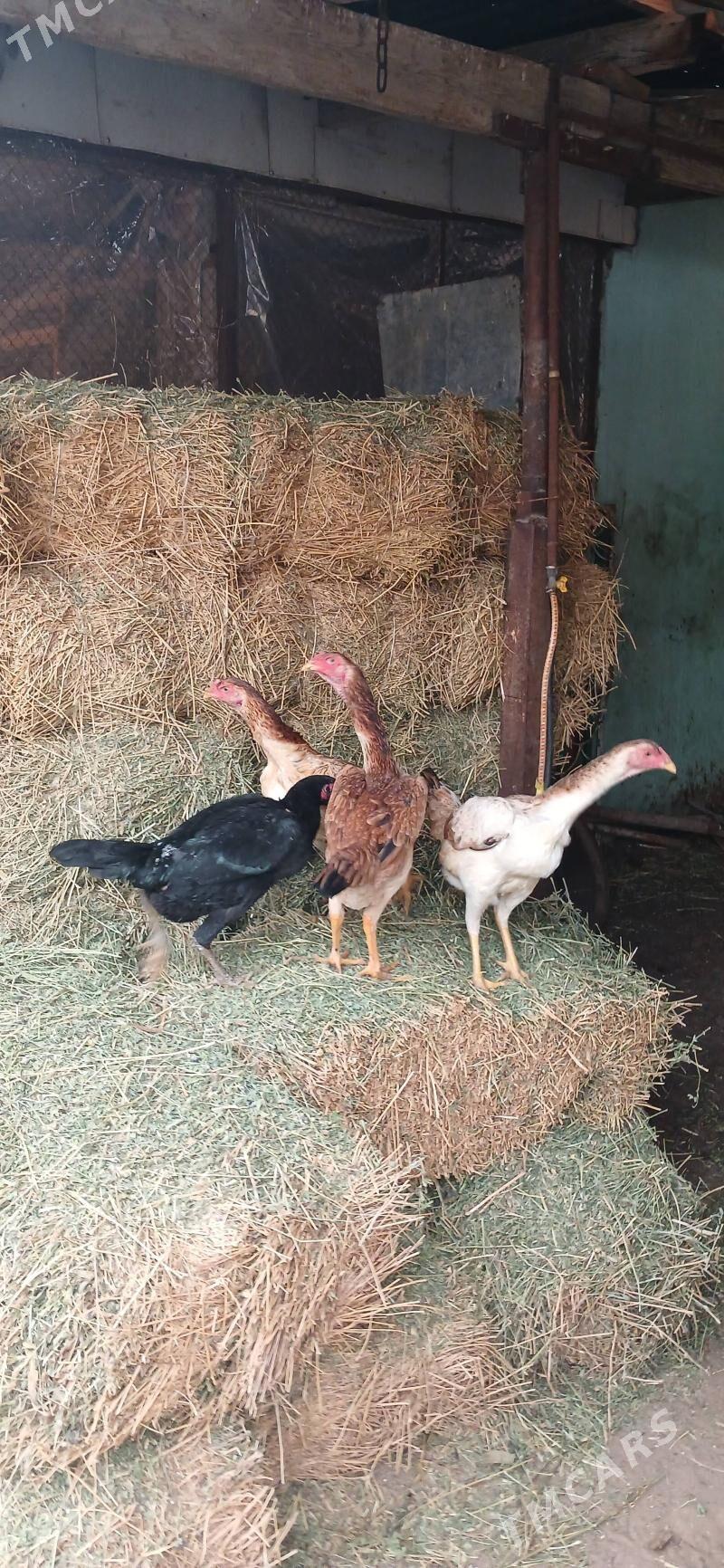 Taşgent Towuk - Çoganly - img 1