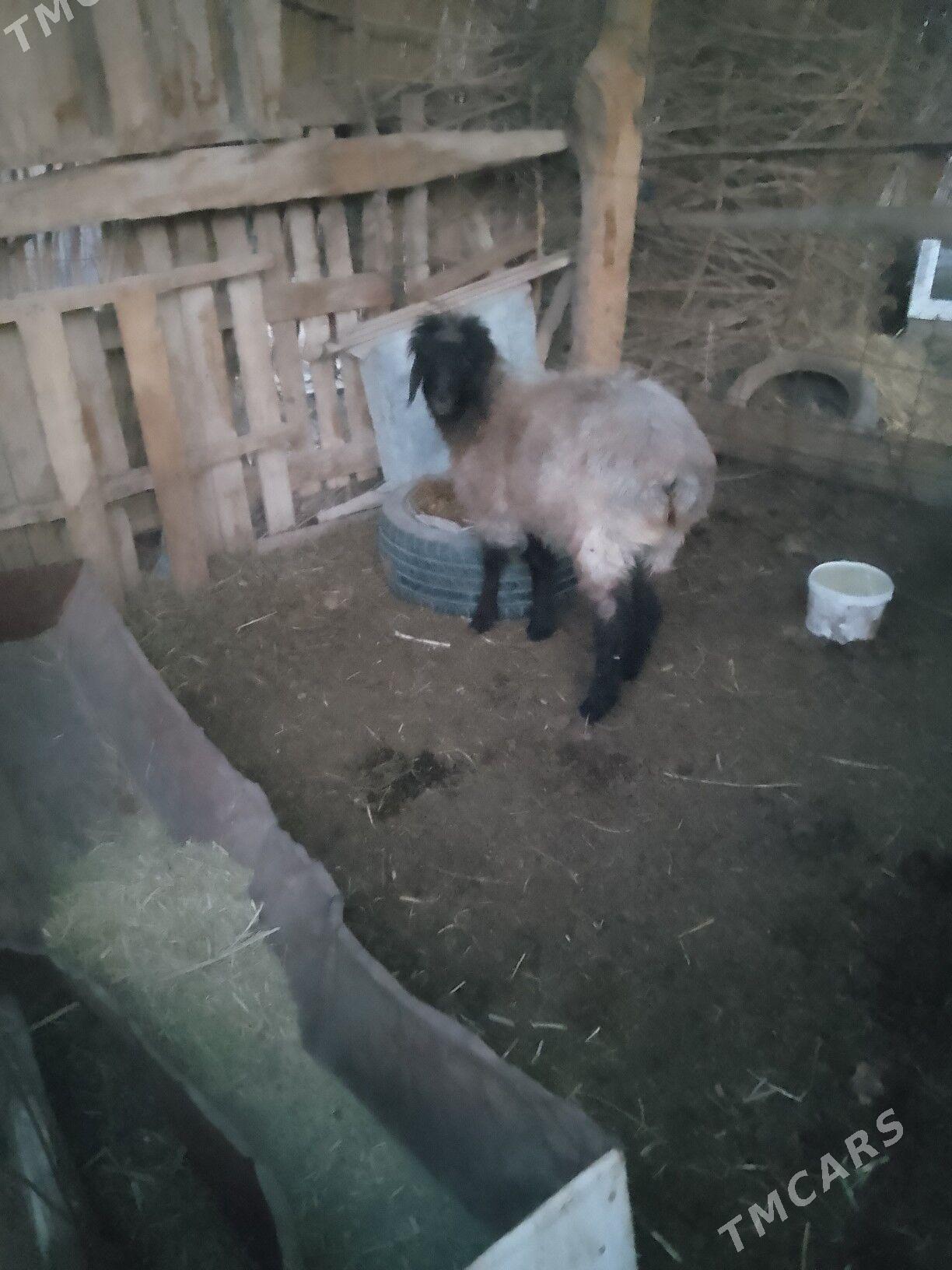 tokly - Мары - img 1