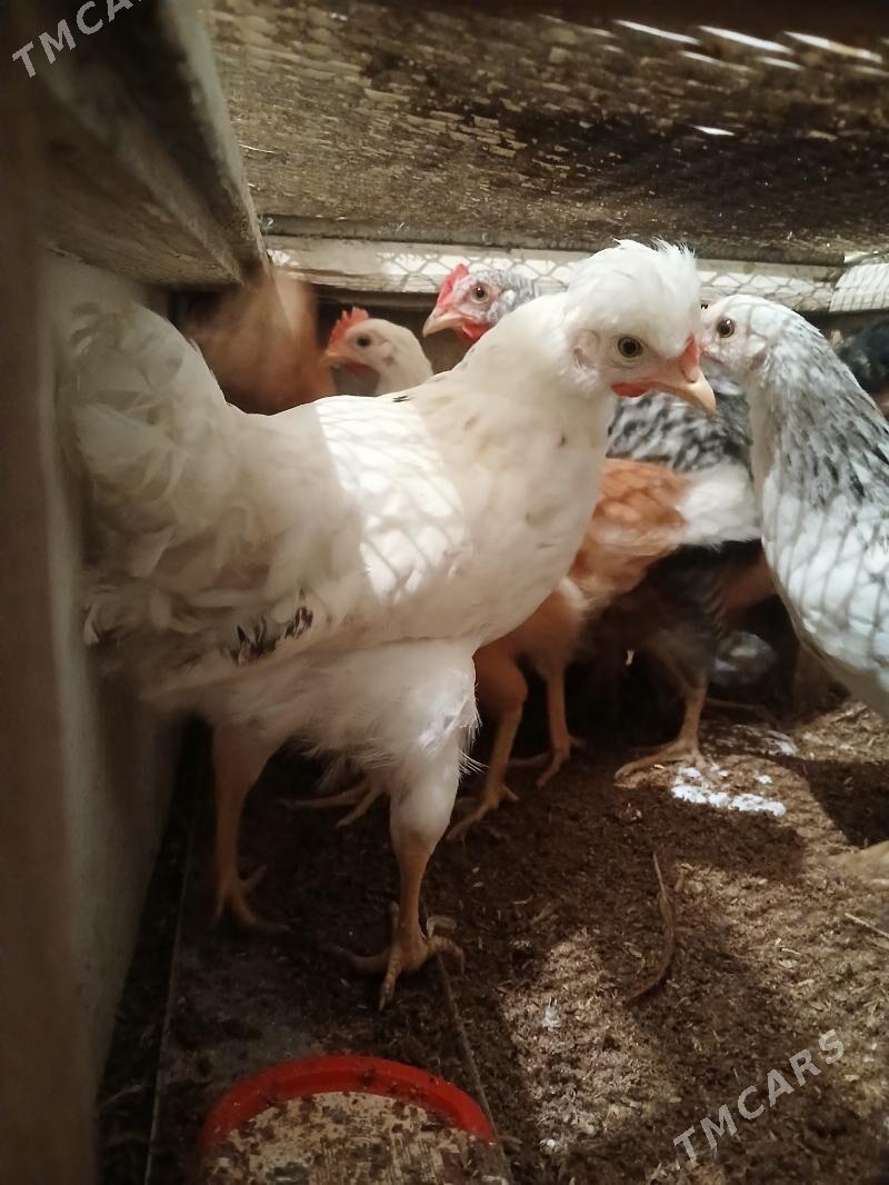 Towuk paroda arginal - Gurtly - img 1