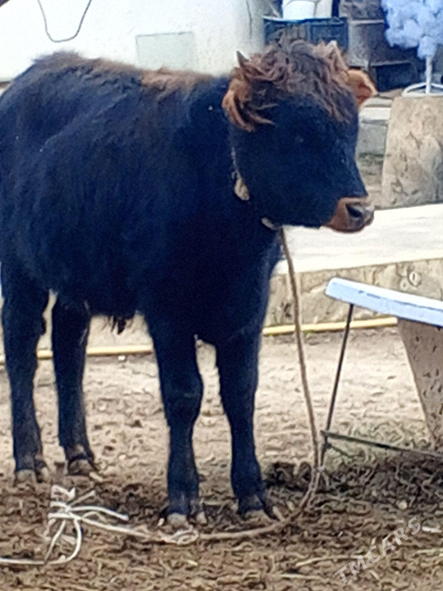 Okuz Tuwe 15-sany - Ашхабад - img 1