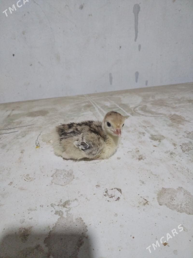 jÿýje induk - Balkanabat - img 1