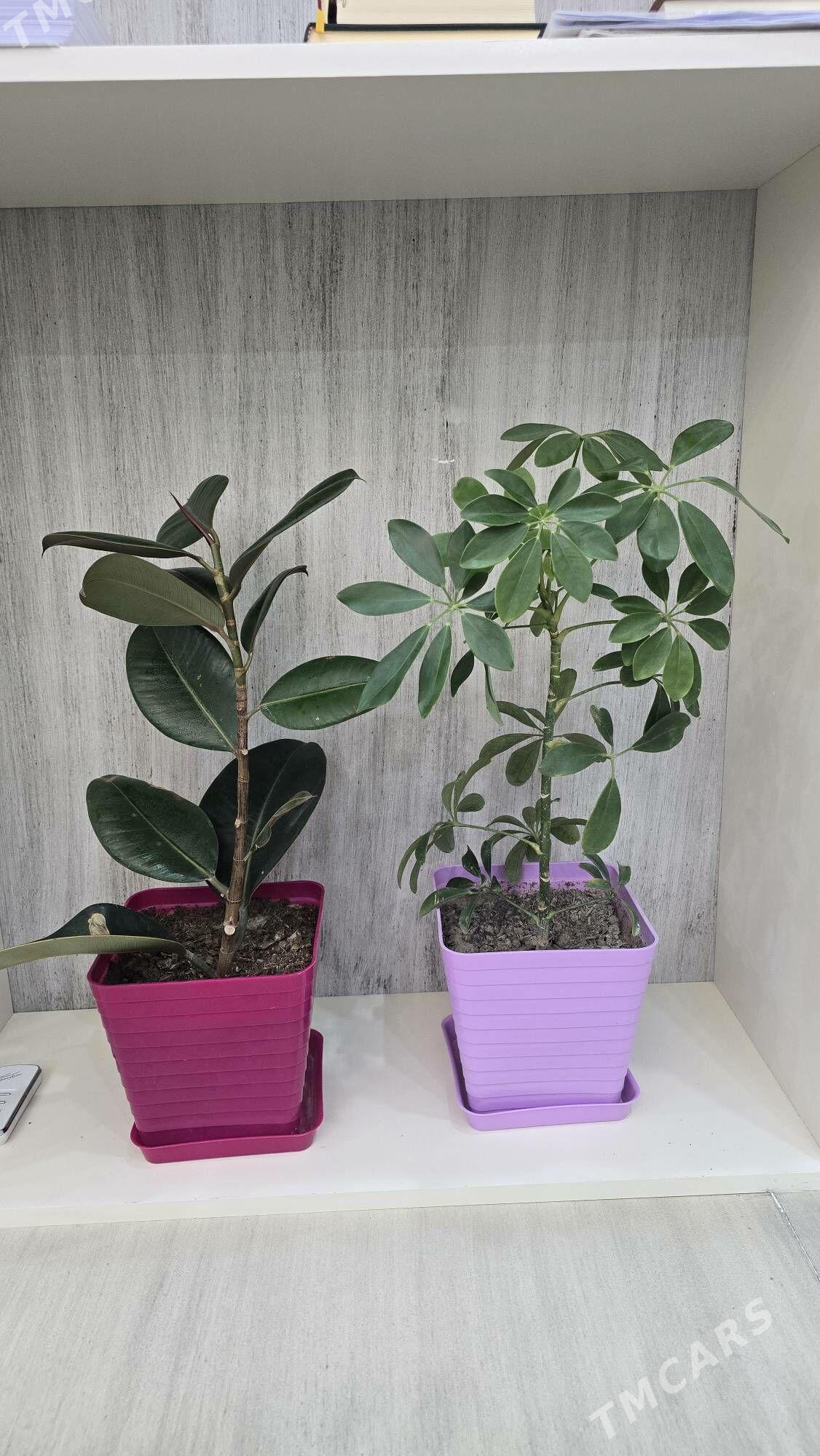 комнатные растение - Ашхабад - img 1