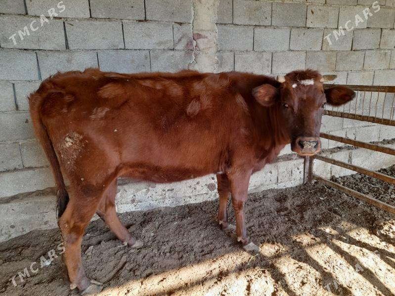 tuwe - Änew - img 1