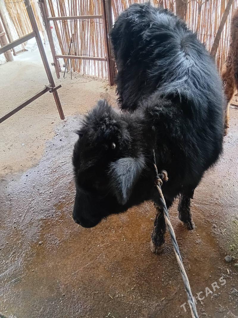 tuwe - Гарадамак Шор - img 1