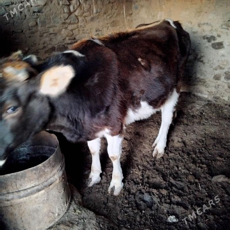 sygyr - Gyzylarbat - img 1