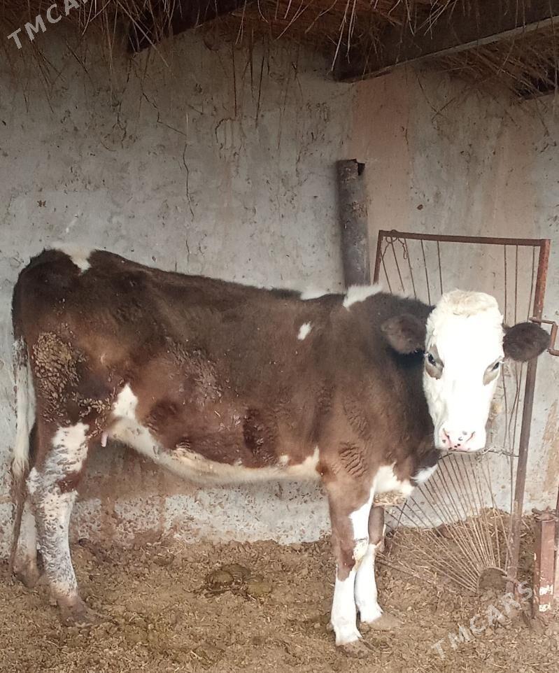 simentalsimental - Türkmenabat - img 1