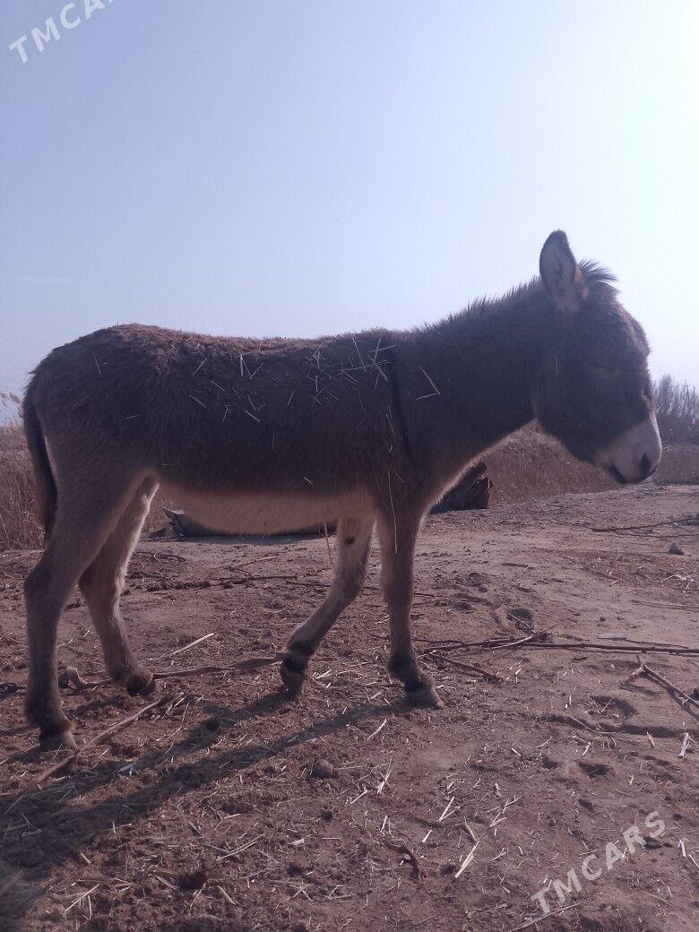 eşek - Türkmengala - img 1