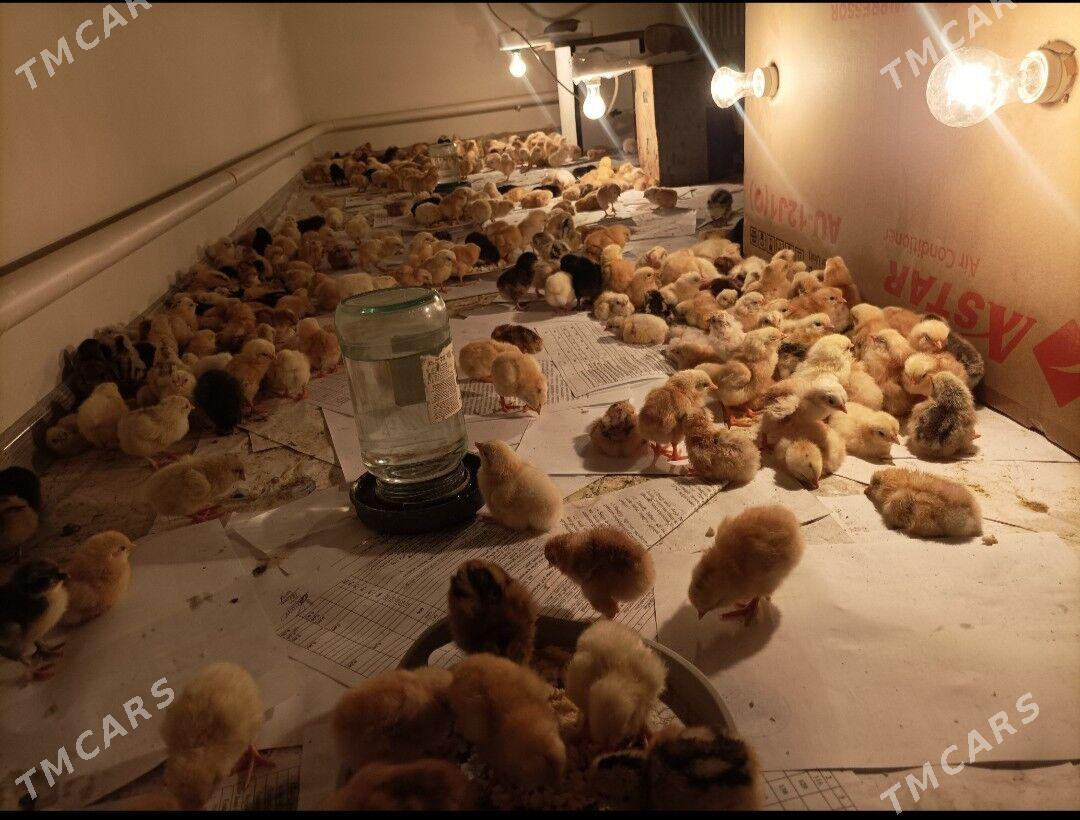 Juje - Бабадайхан - img 1