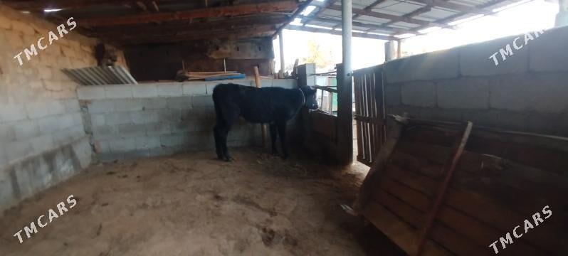 okuz - Ашхабад - img 1