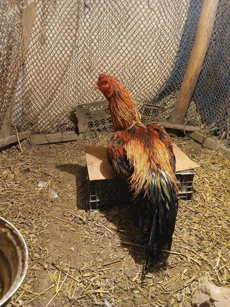 baysok - Дянев - img 1