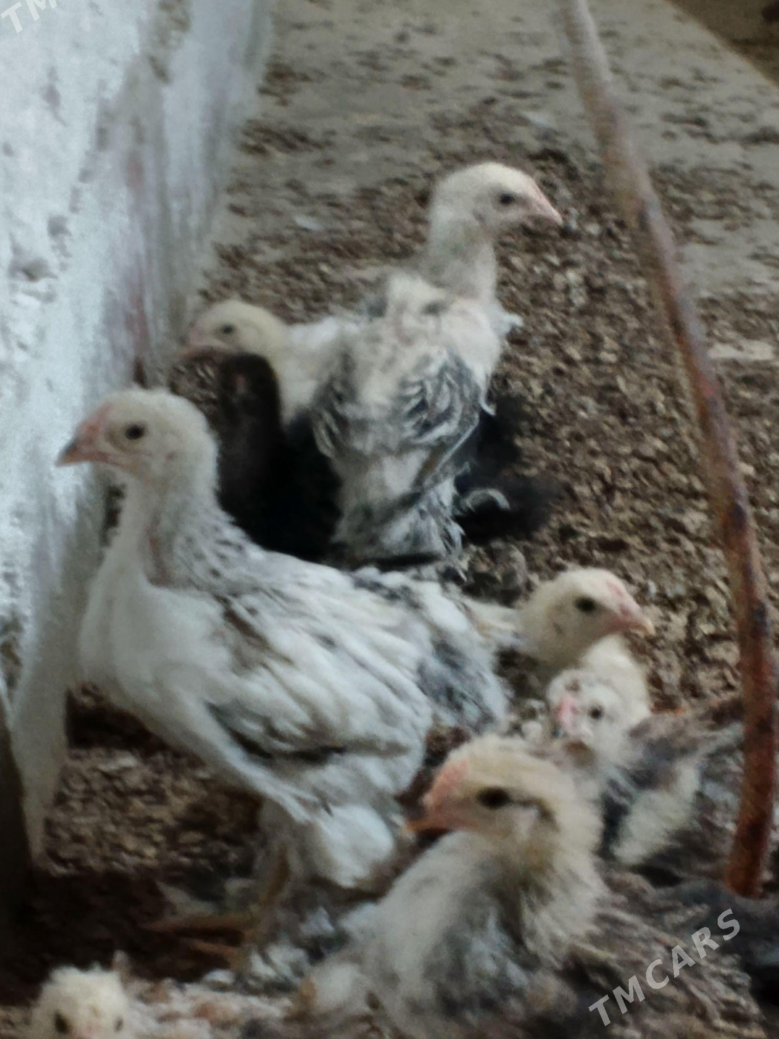 Balgar juje - Бахарден - img 1