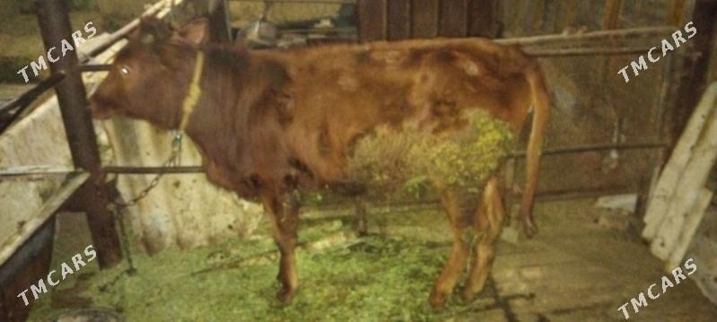 okuz tuwe - Анев - img 1