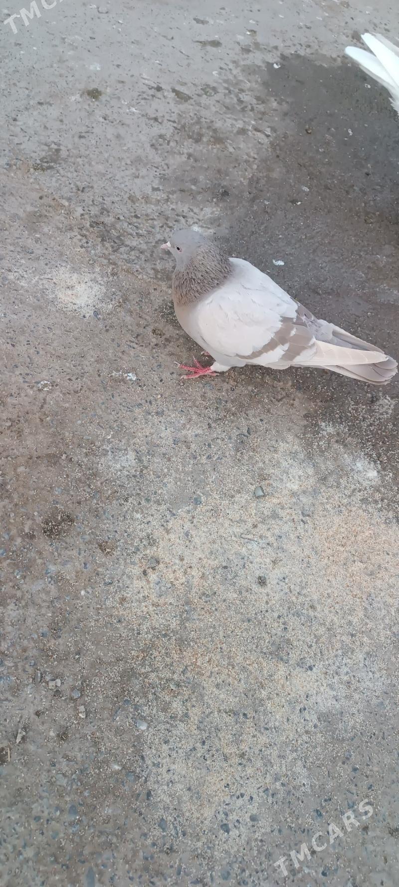 kepderi кепдери - Aşgabat - img 1