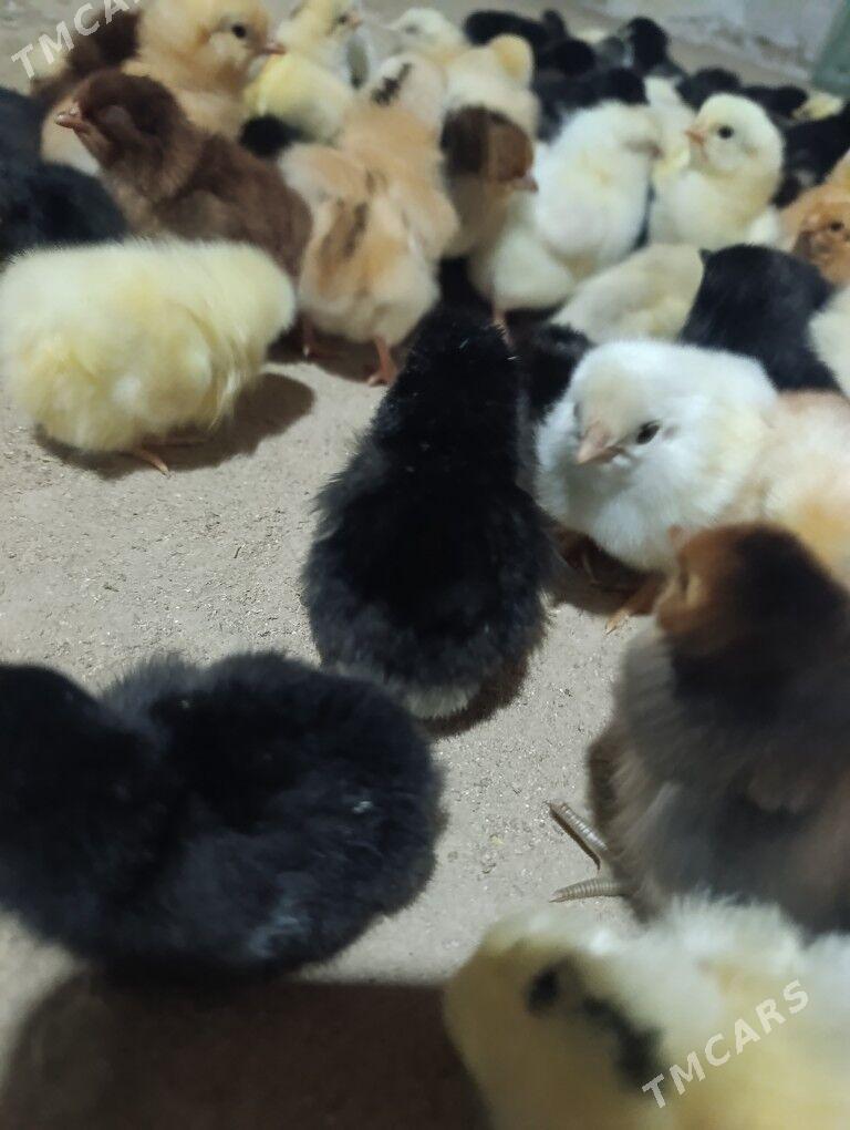 towuk jüýje - Ёлётен - img 1