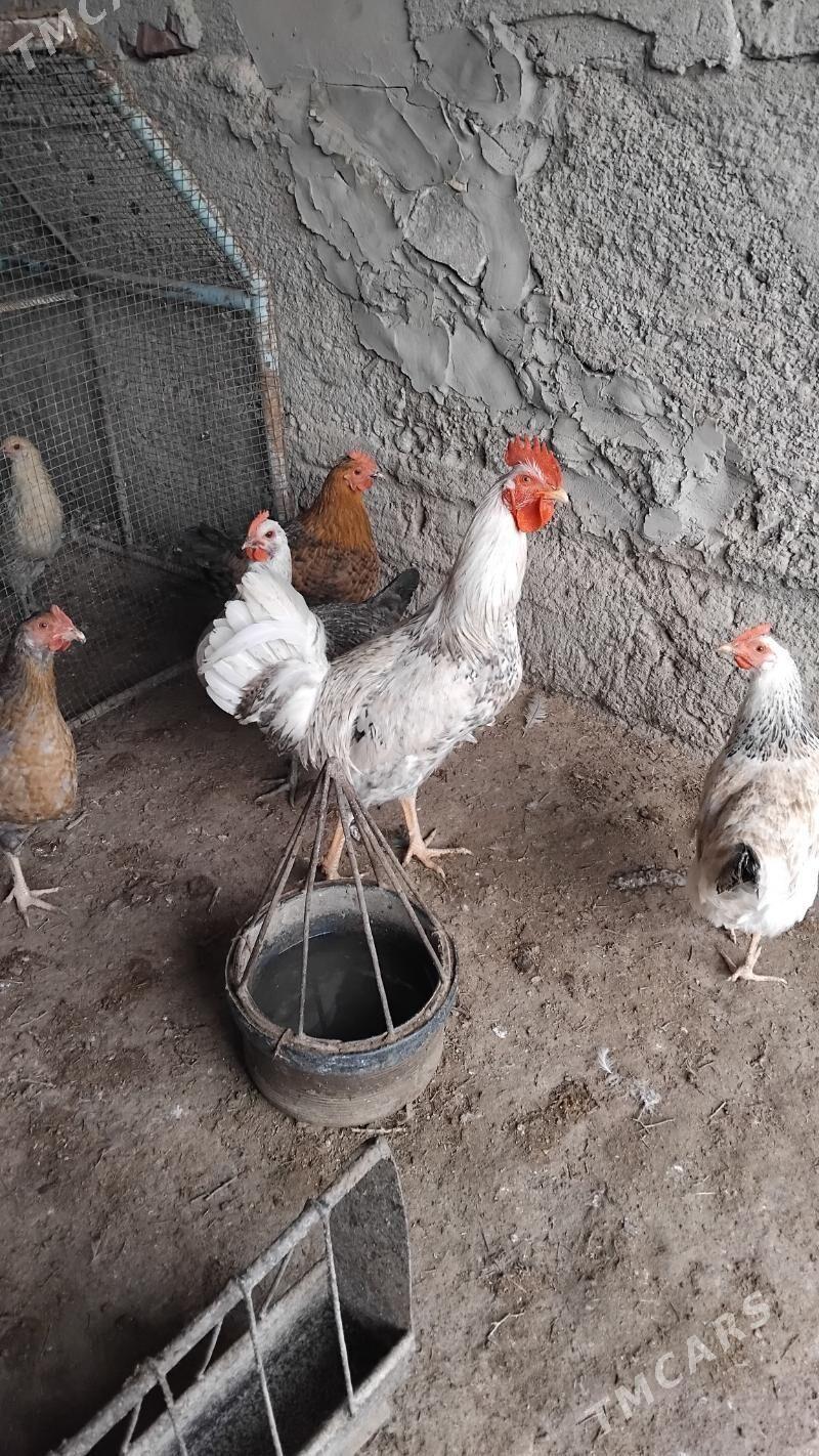 Horaz - Gumdag - img 1