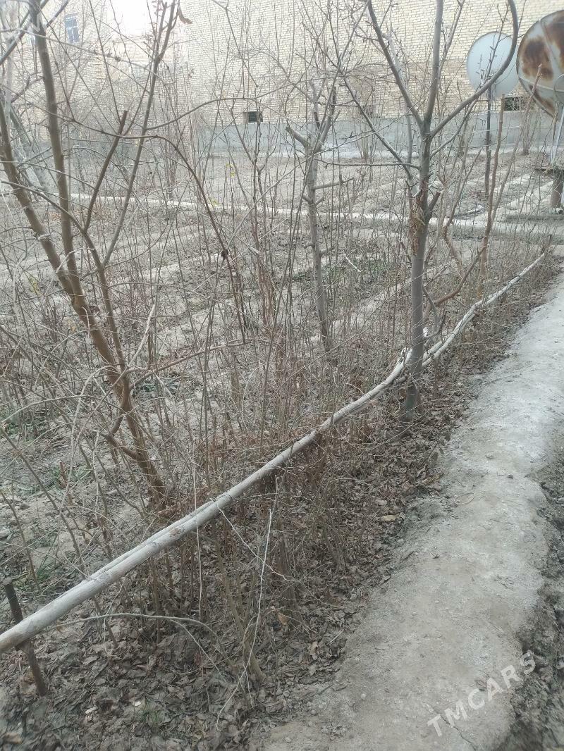 маклюра - Чарджоу - img 1