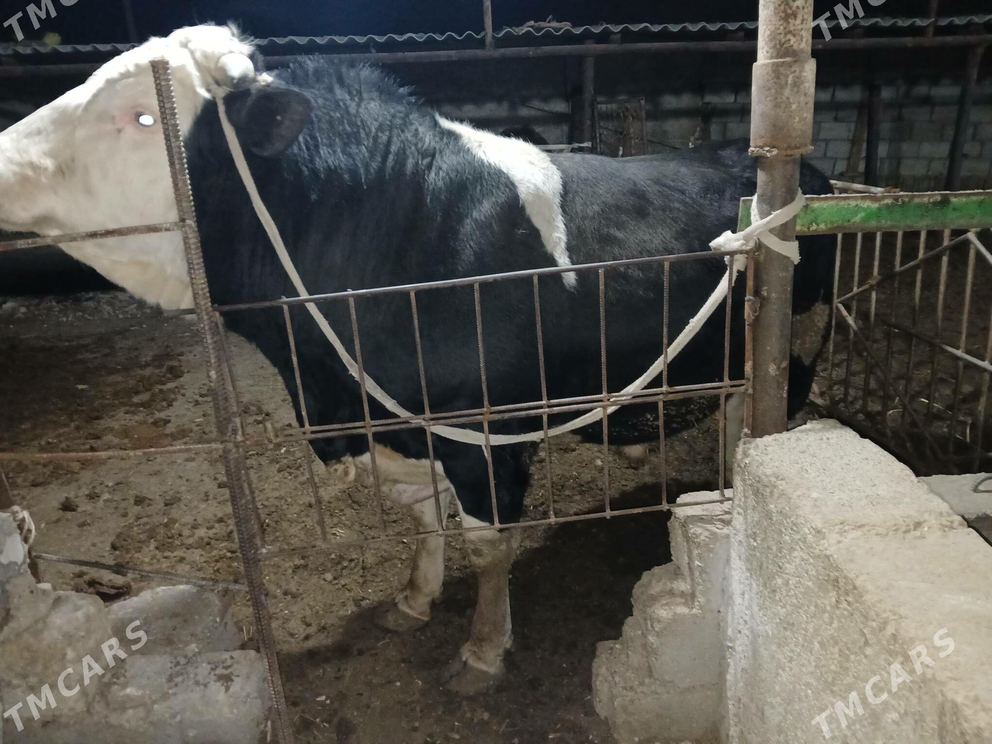 окуз - Balkanabat - img 1