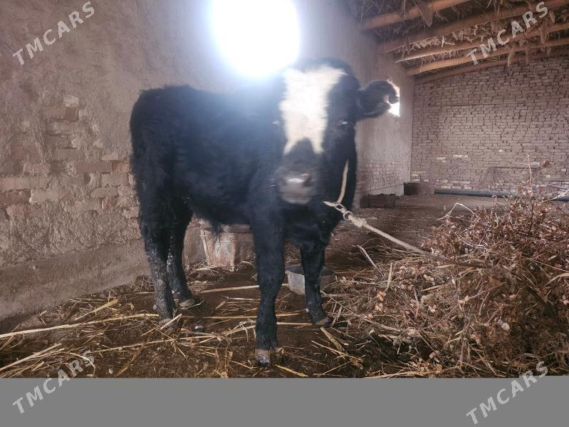 mal gole - Boldumsaz - img 1