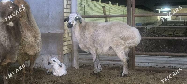 guzuly türkmen goýunlar - Векильбазар - img 1