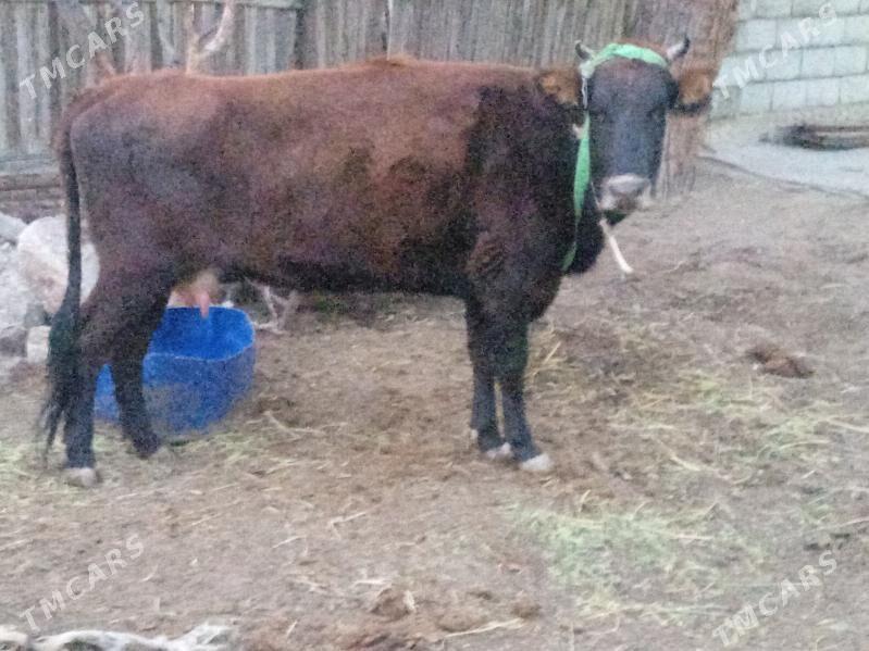 sygyr gysyr - Balkanabat - img 1