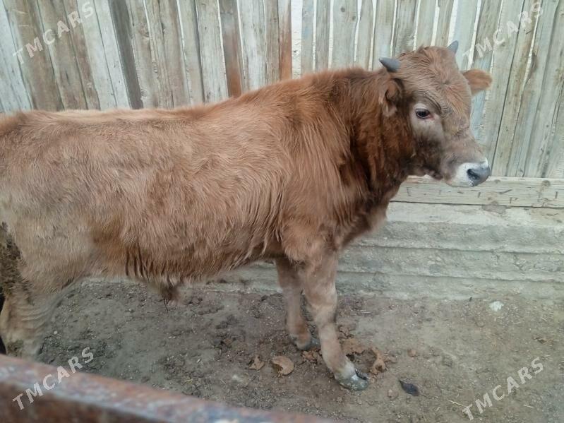 öküz - Balkanabat - img 1