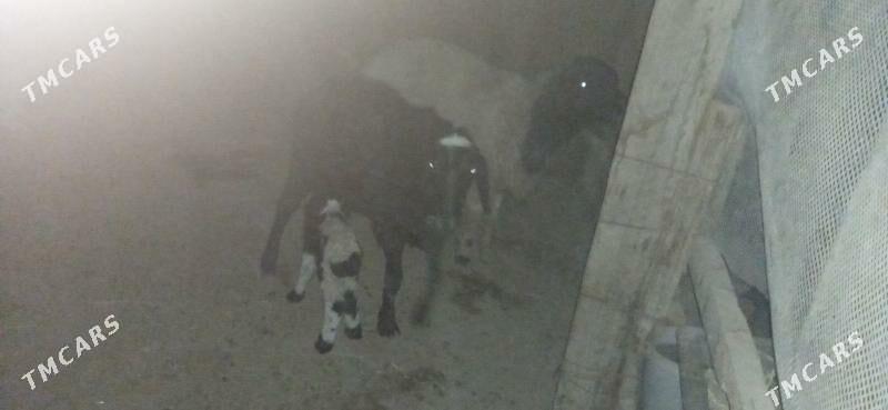 Кочкар койун - Türkmenabat - img 1