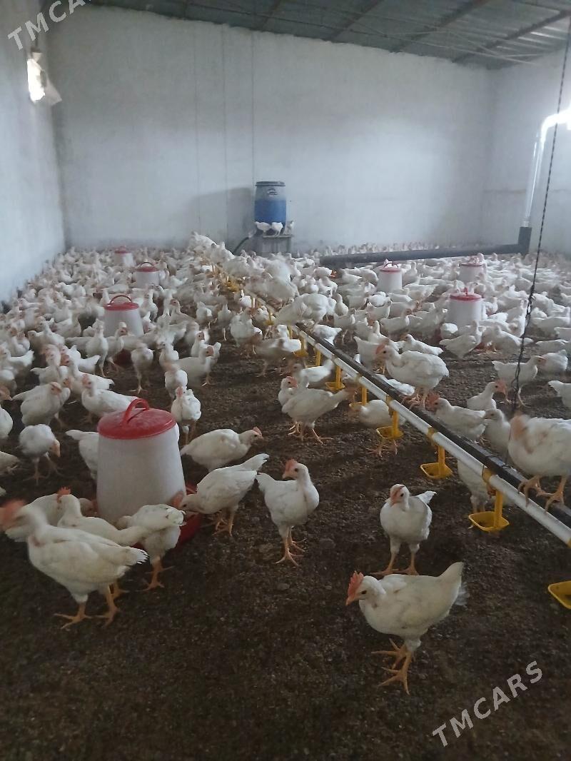 AK JUYJE - Гёкдепе - img 1