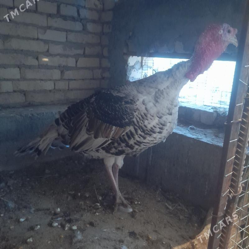 induk et - Чарджоу - img 1