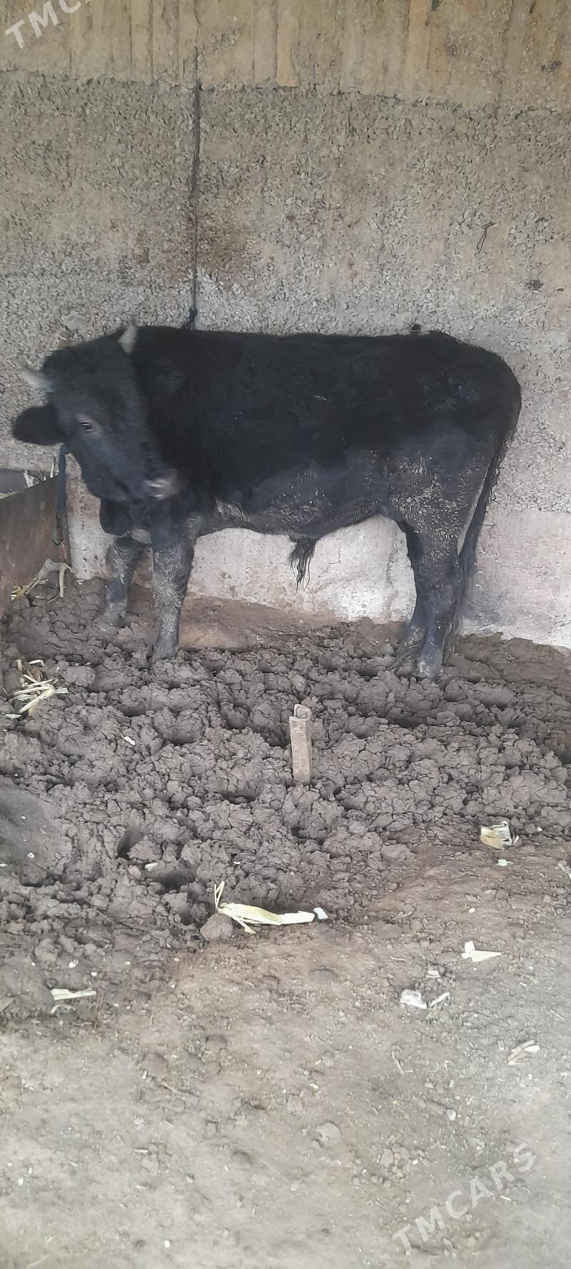 okuz - Büzmeýin - img 1