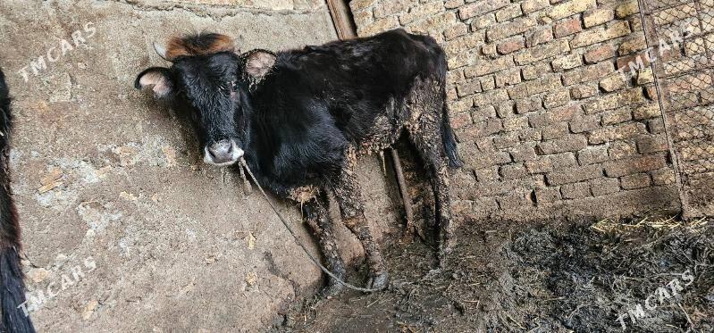 Tüwe satlyk - Köşi - img 1