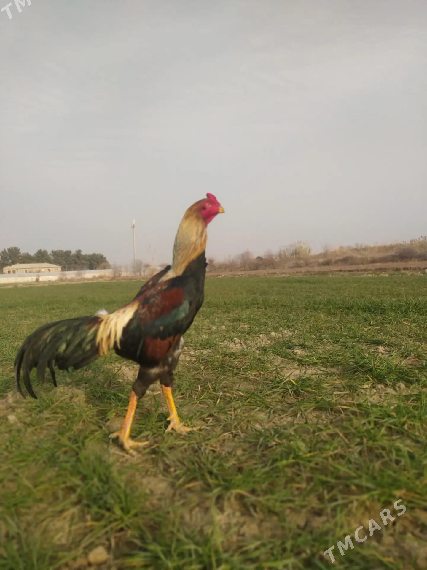 Baysy horaz - Sakar - img 1