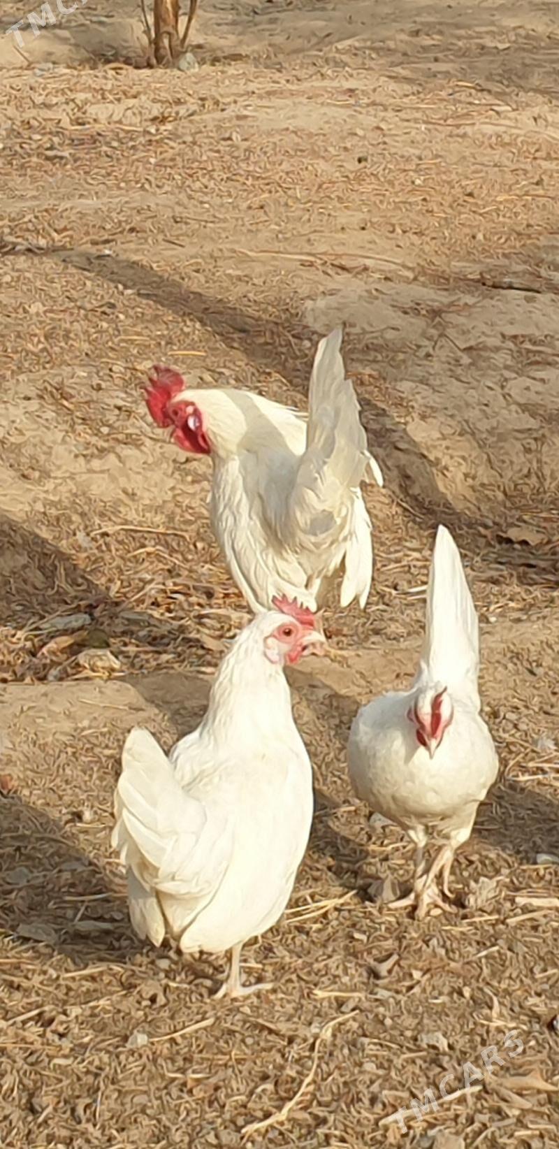 karlik prasdoy - Теджен - img 1