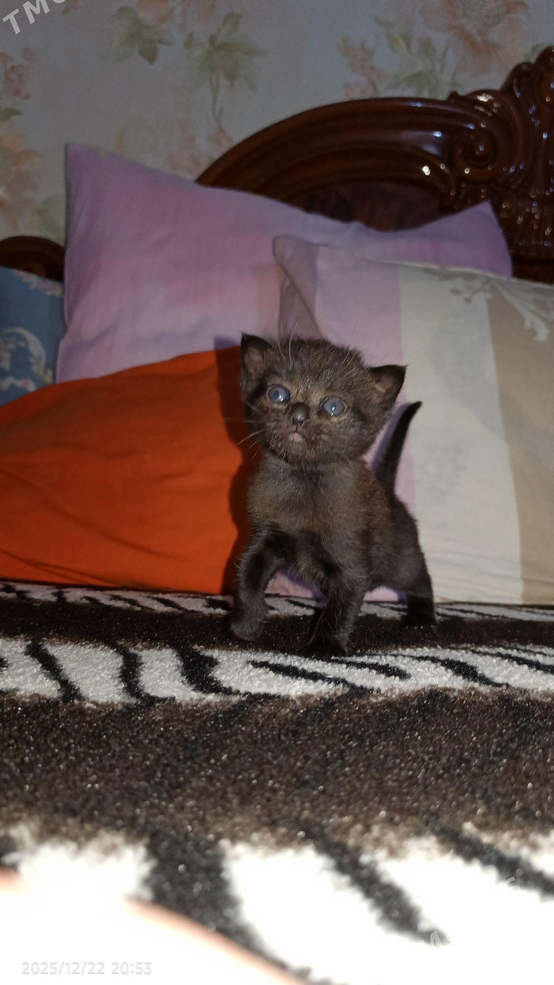 сиамский кот - Ашхабад - img 1