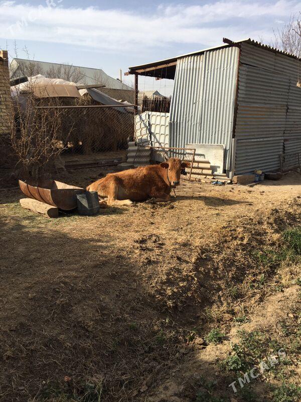 bogaz sygyr - Сакарчага - img 1