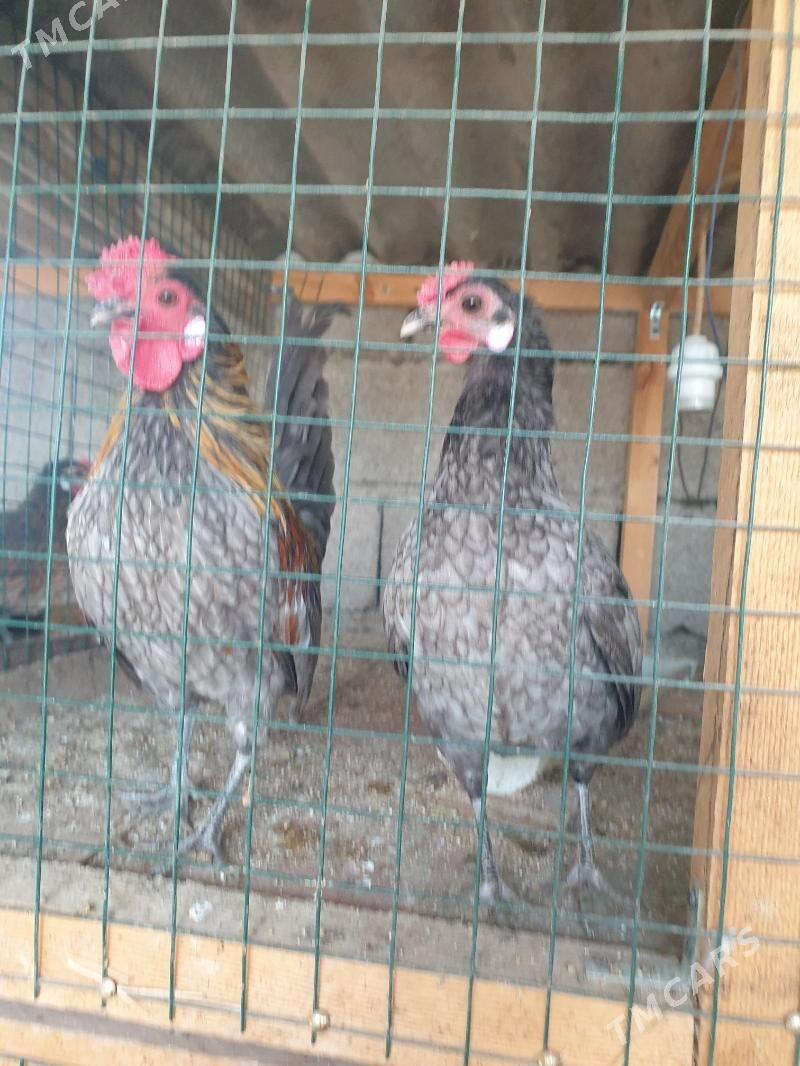 karlik - Tejen - img 1