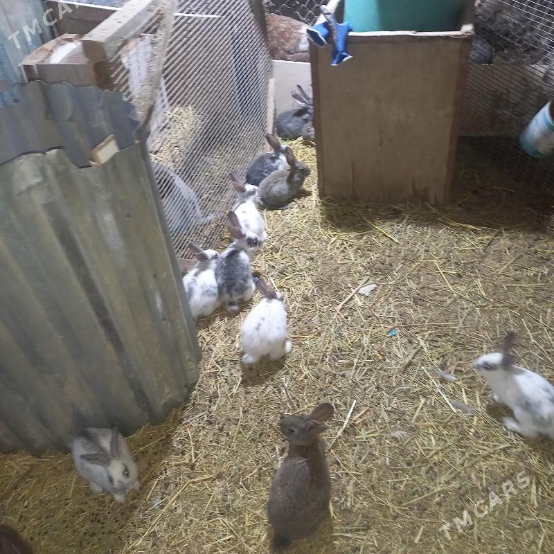 товшан чагалары - Чарджоу - img 1