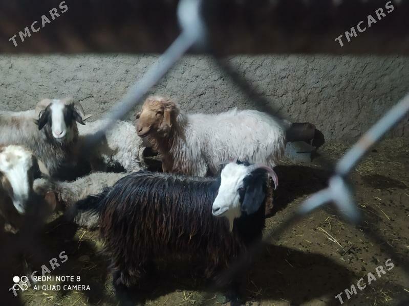 токлы гойун - Гызыларбат - img 1