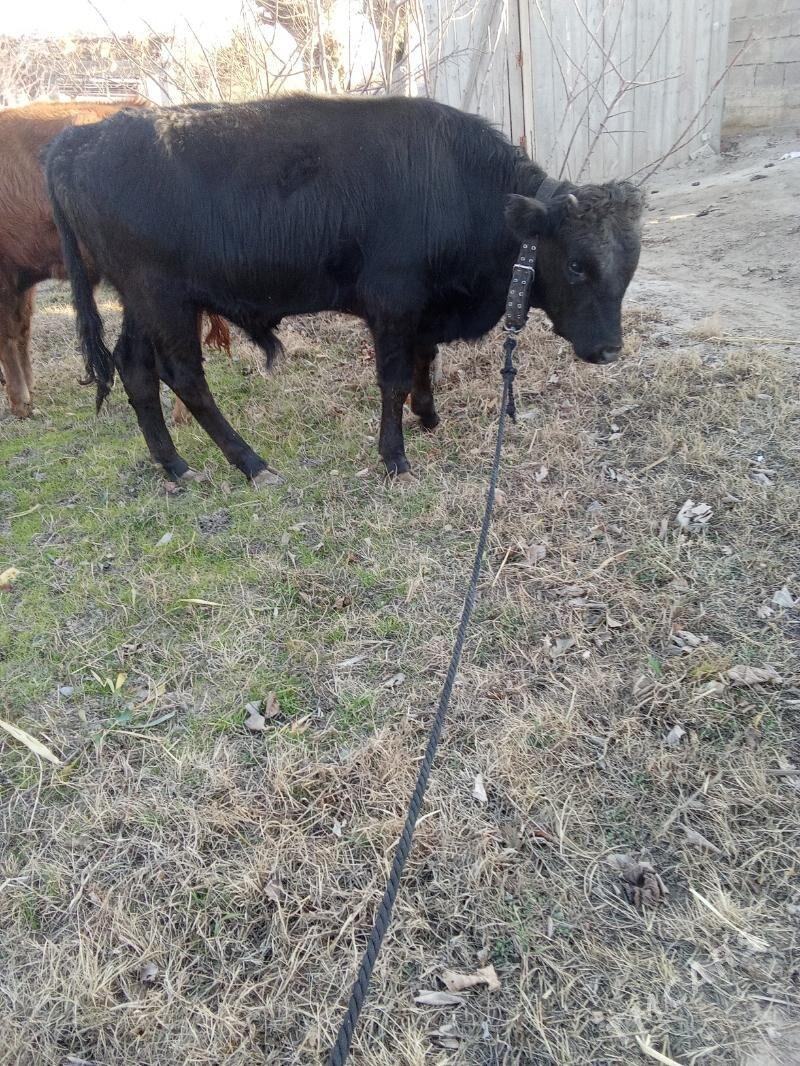 öküz - Бузмеин - img 1