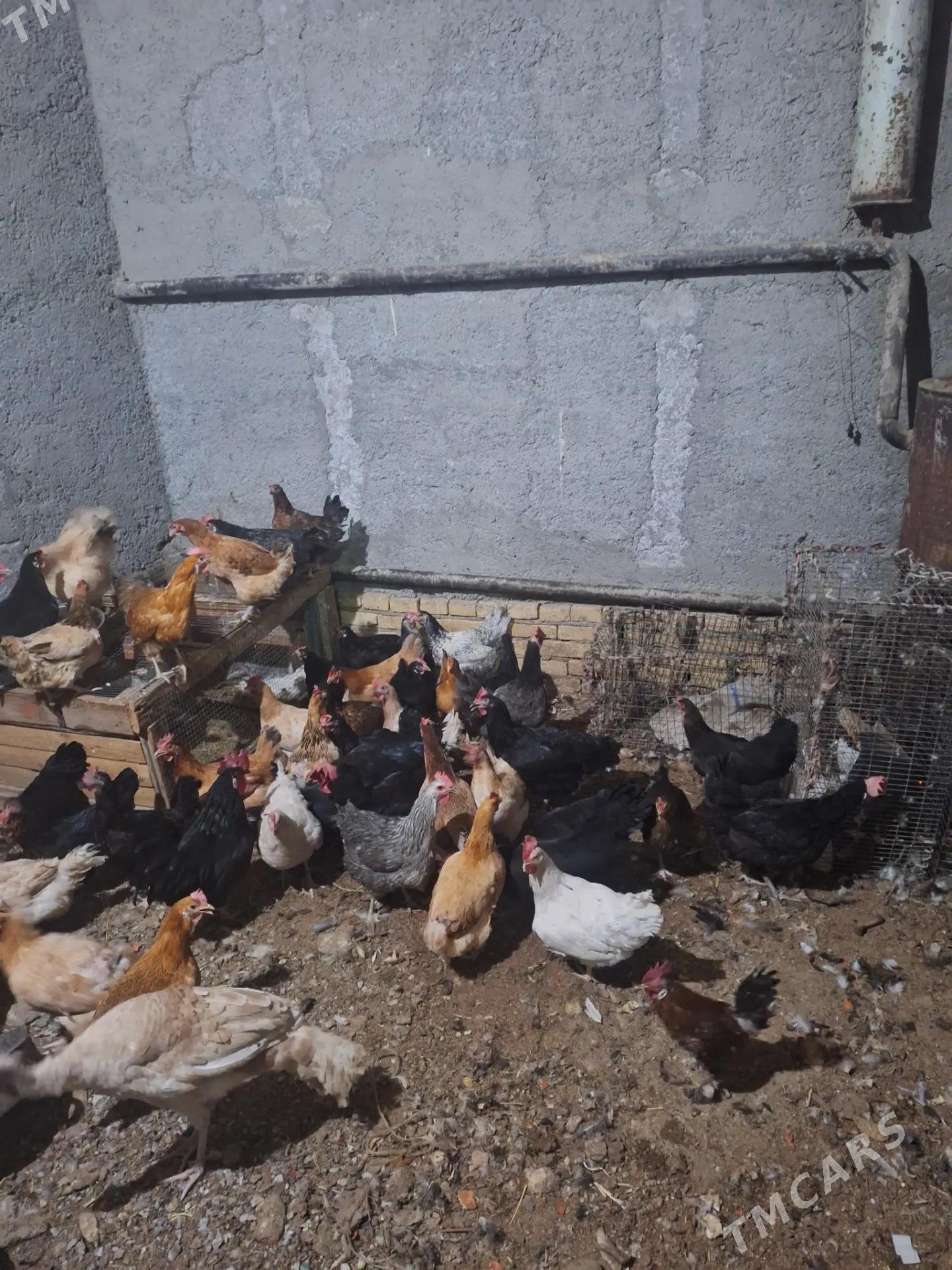 tovuk - Türkmenabat - img 1