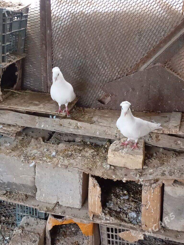 kepderi - Мары - img 1